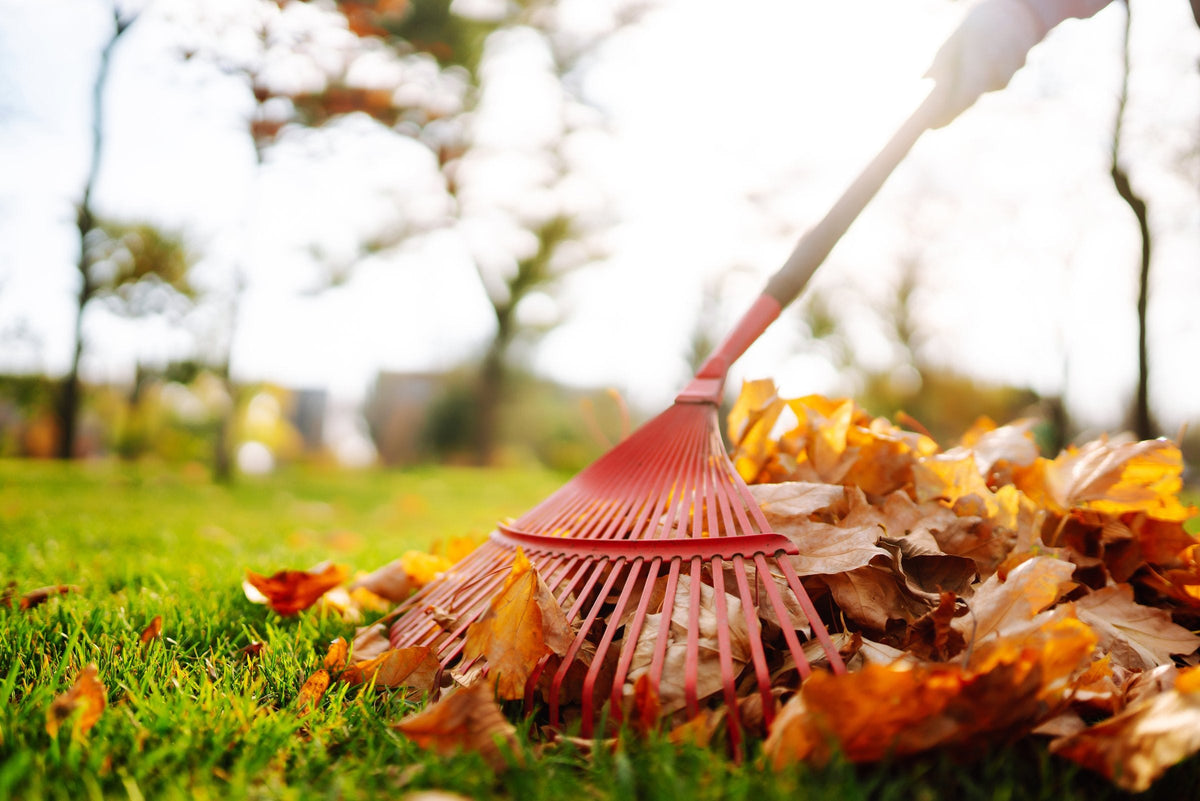 A gardener raking leaves and cleaning up an autumn garden to prepare the beds for winter.