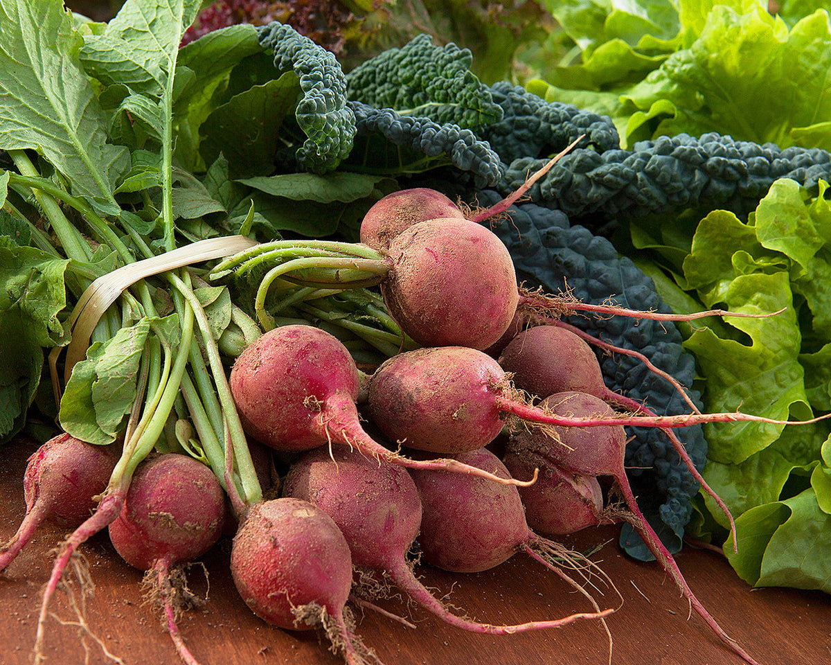 Freshly harvested radishes, kale, and lettuce for a fall vegetable garden