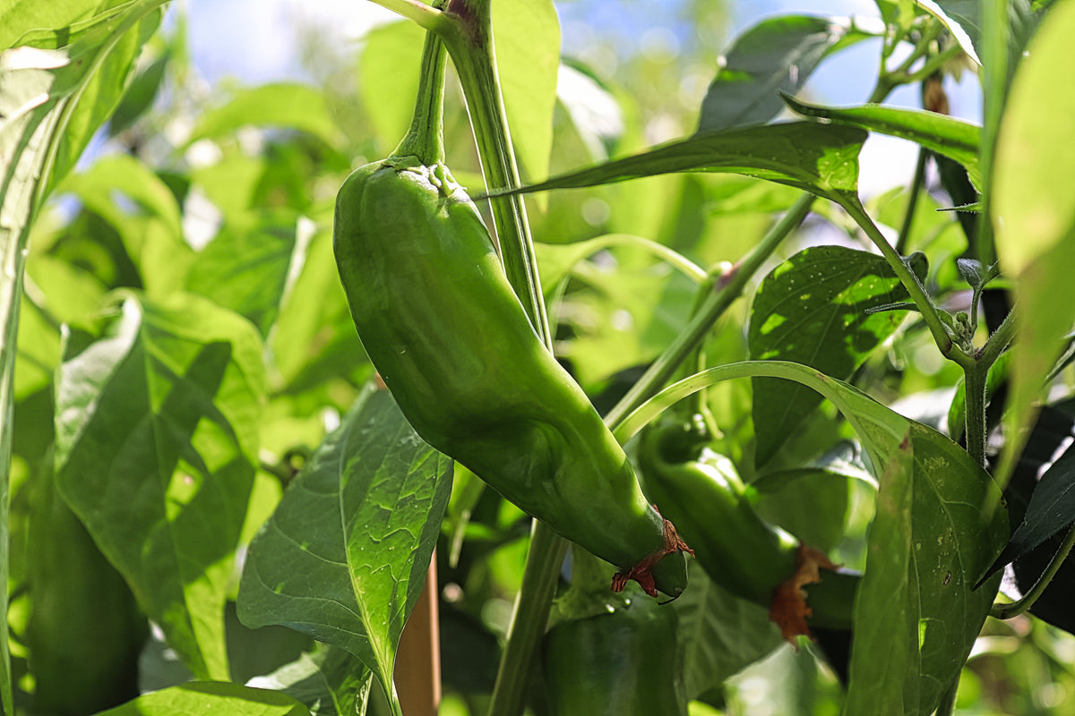 A ripe chili pepper growing on a healthy pepper plant, ready to be overwintered for next season.
