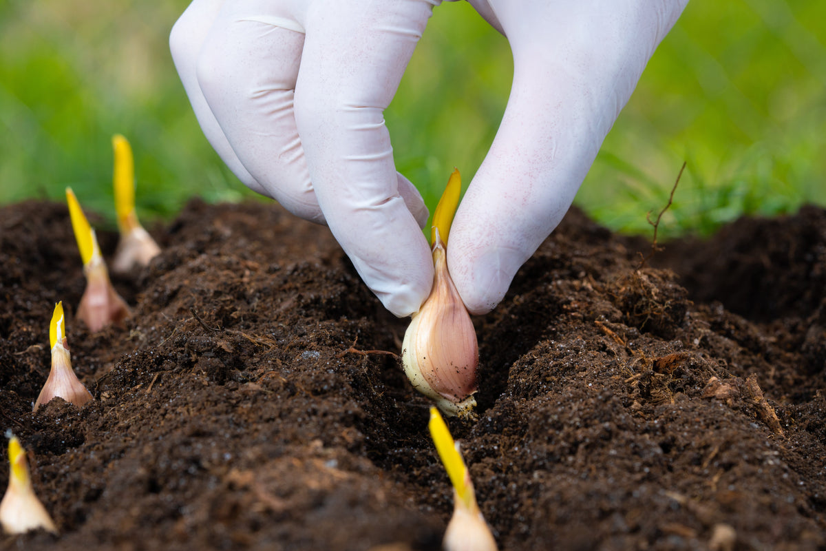 A gardener's hand planting a garlic clove in rich garden soil in the fall.