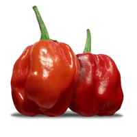 Thumbnail for 007 Pot Red Pepper Seeds