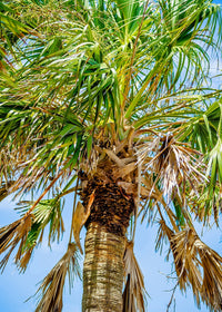 Sabal Palm Tree (Sabal palmetto)
