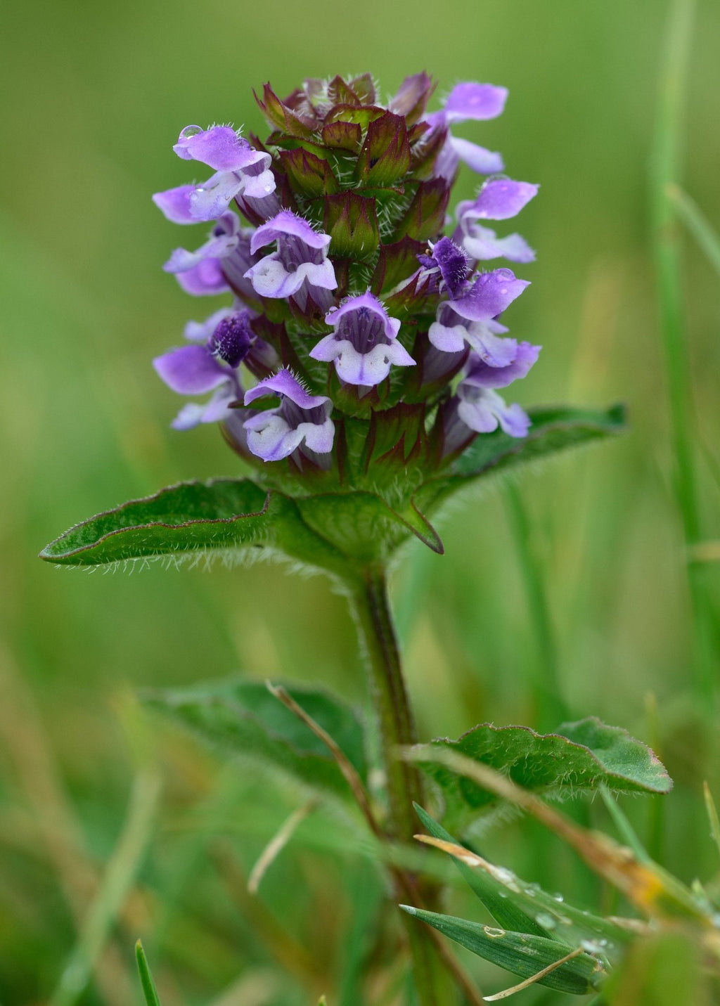 Self Heal Herb (Prunella vulgaris)
