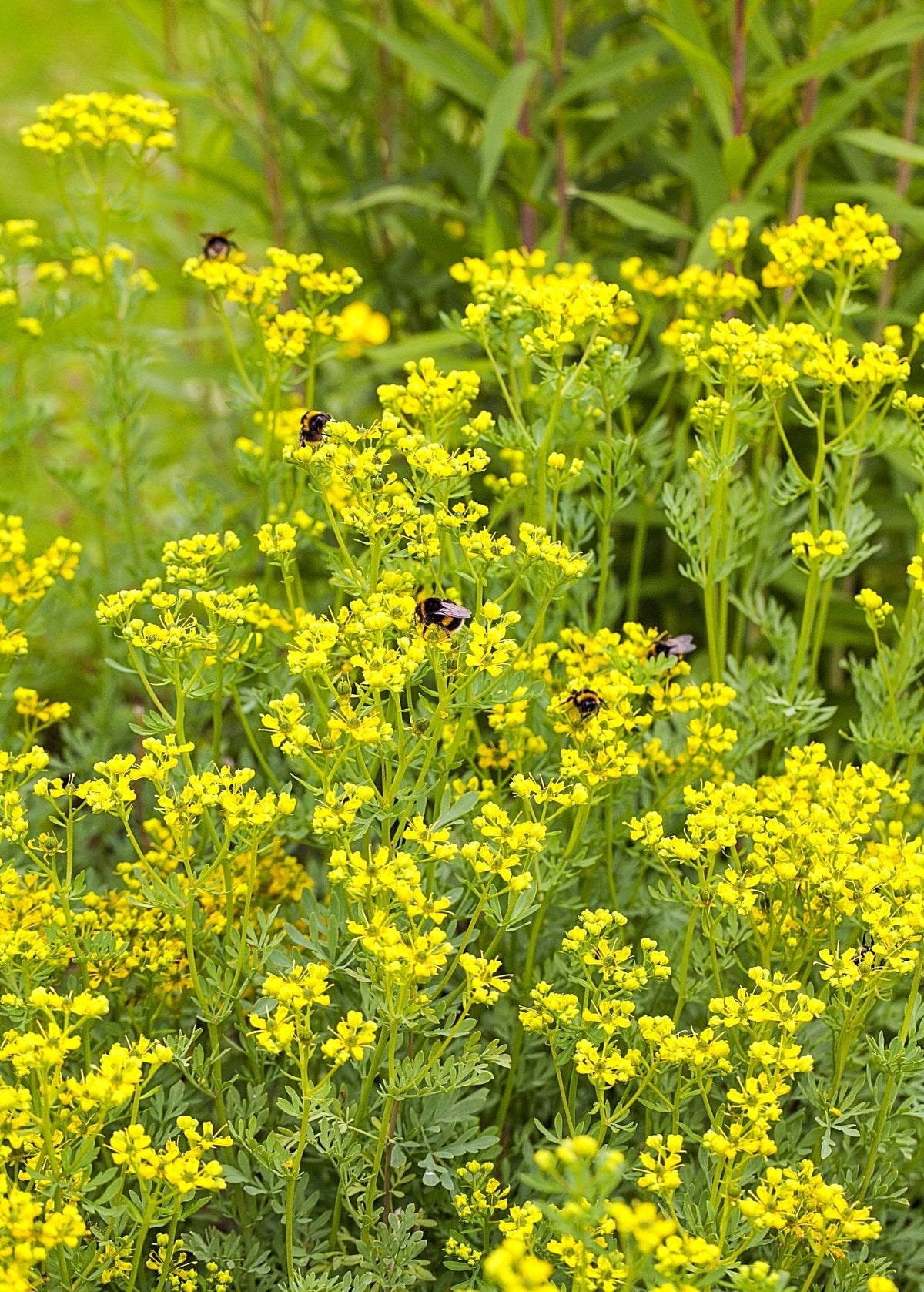 Rue (Ruta graveolens)