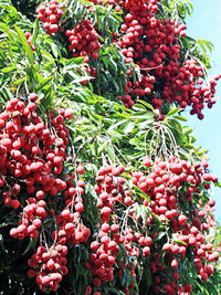 Lychee 'Mauritius' (Litchi chinensis)