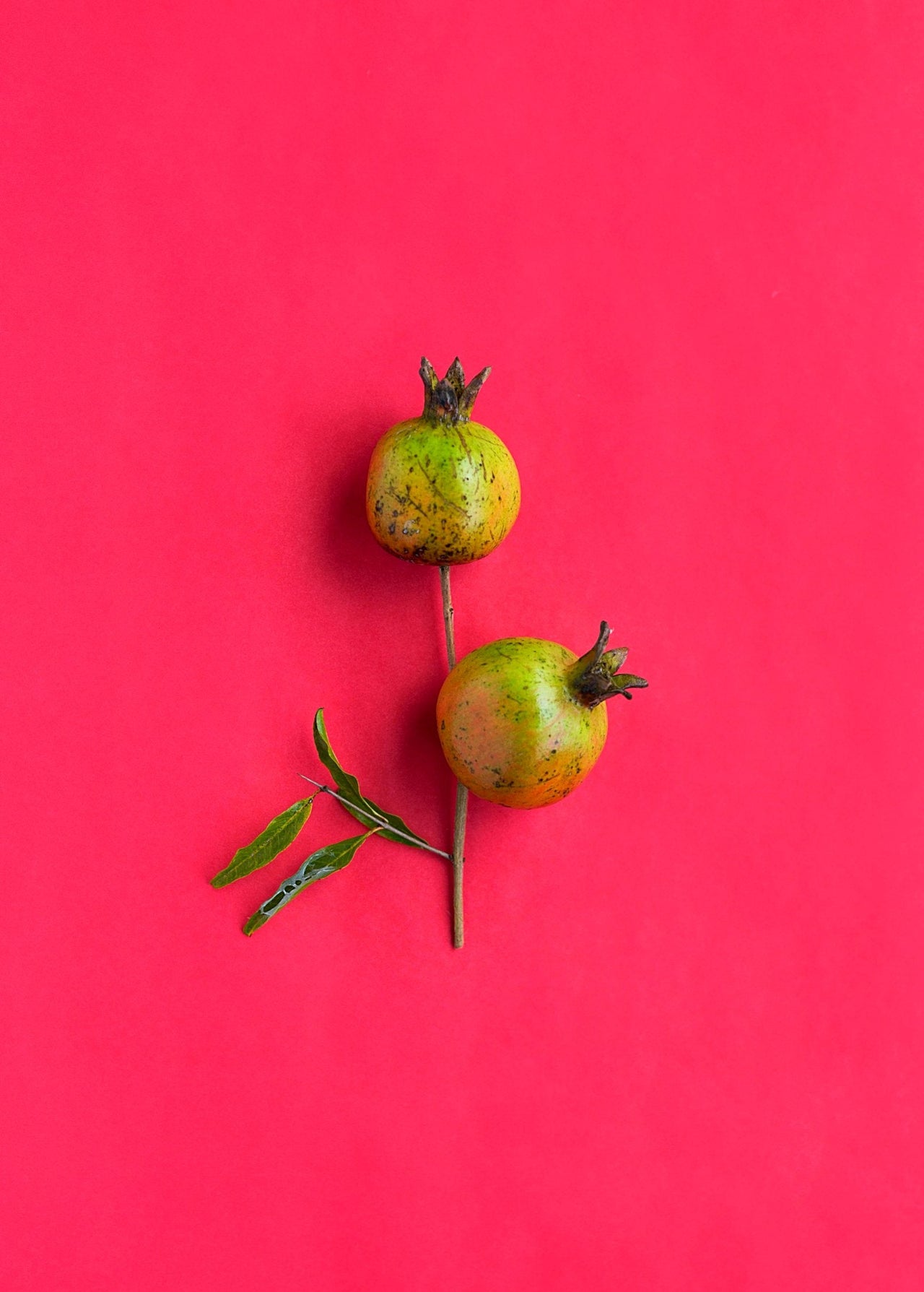 Pomegranate 'Vietnamese Pink' (Punica granatum)