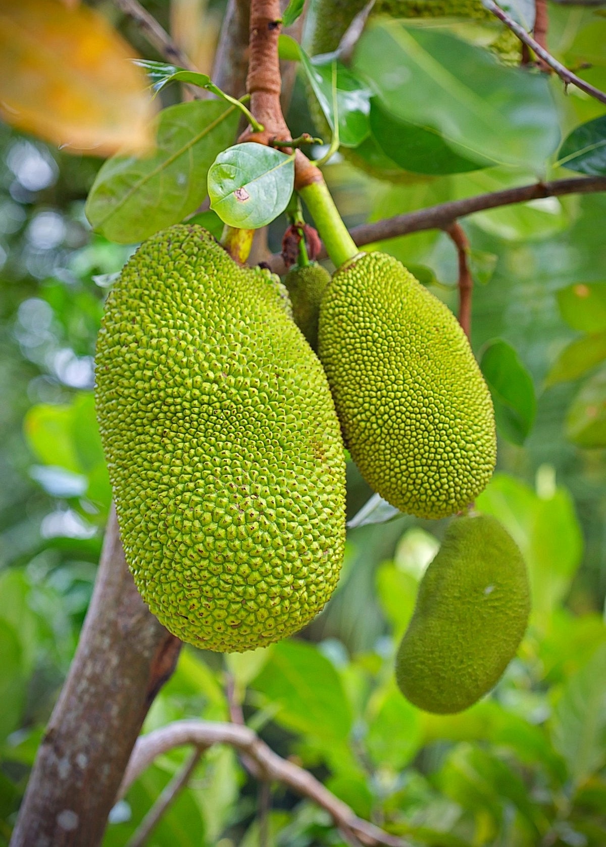 Jackfruit Seedling (Artocarpus heterophyllus)