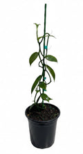 Vanilla Bean Orchid | Vanilla planifolia | Tropical Climbing Vine for Gourmet Vanilla Beans