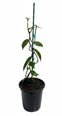 Vanilla Bean Orchid | Vanilla planifolia | Tropical Climbing Vine for Gourmet Vanilla Beans