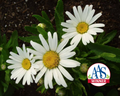 Snow Lady Shasta Daisy Seeds