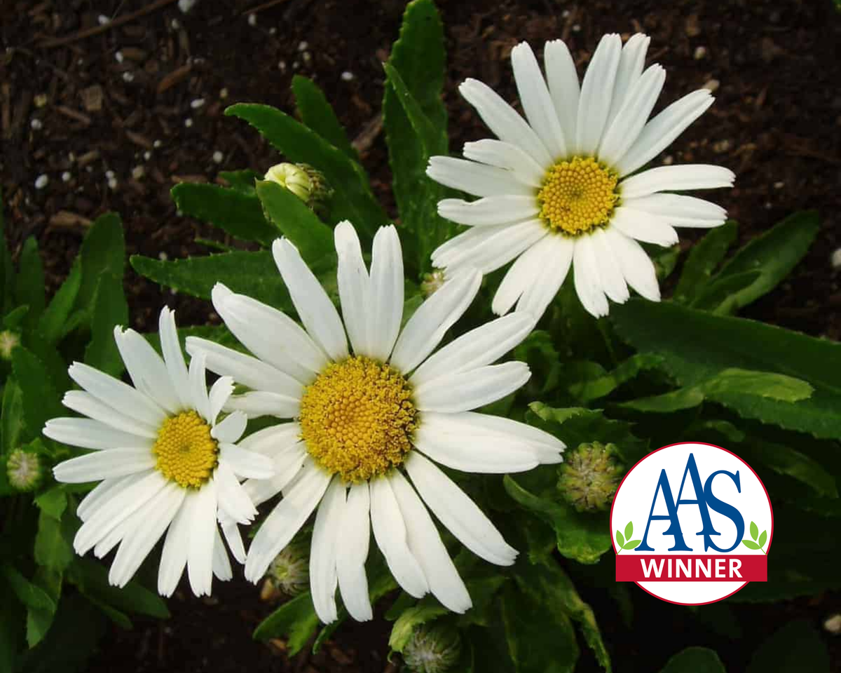 Snow Lady Shasta Daisy Seeds