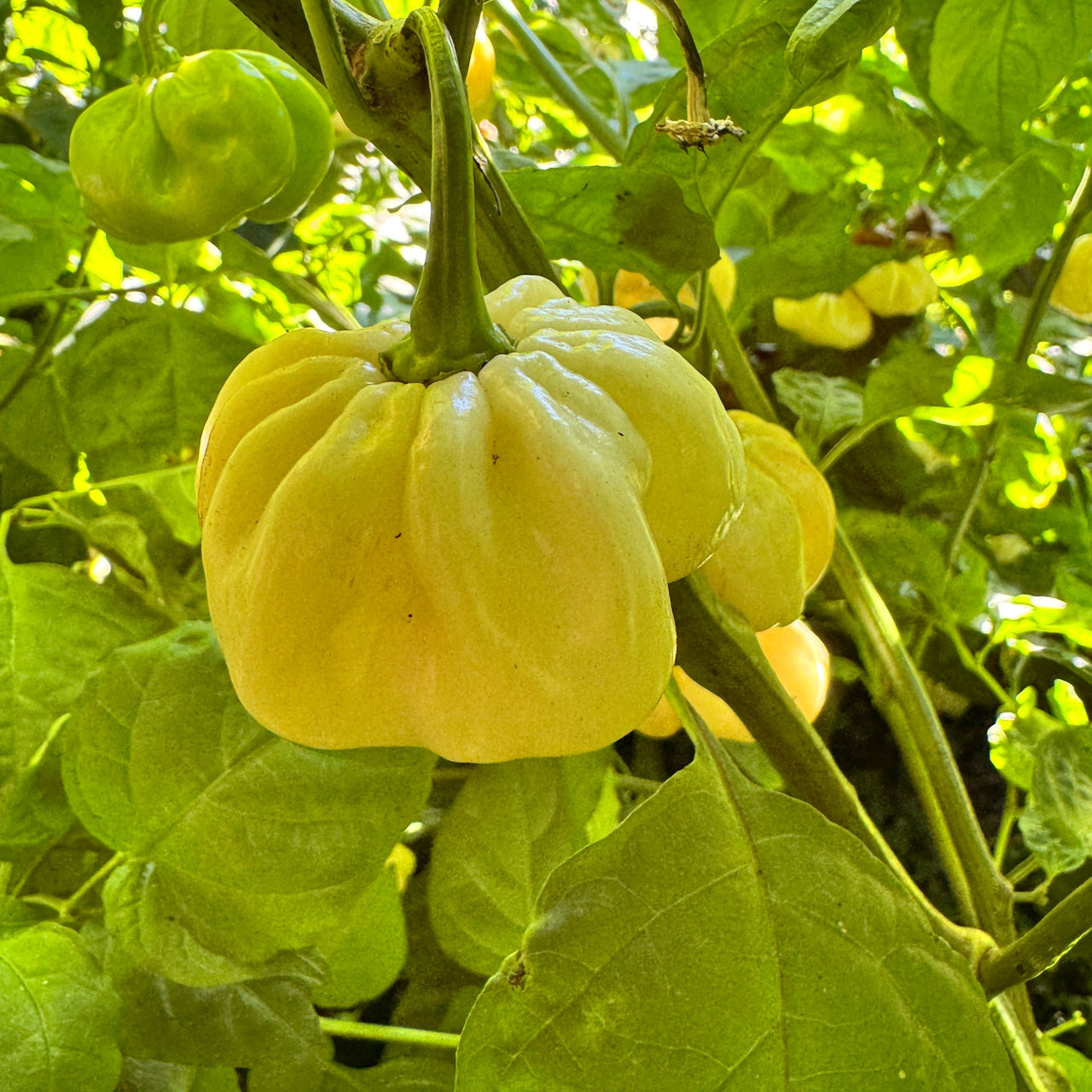 Scotch Bonnet Cream - Seeds