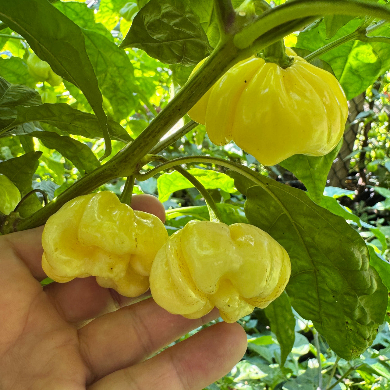 Scotch Bonnet Cream - Seeds