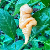 Alberus Ribeirus Tiberius Mauler Peach - Seeds – The Pepper Pantry