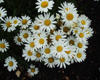 Snow Lady Shasta Daisy Seeds