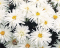 Crazy Daisy Shasta Daisy Seeds