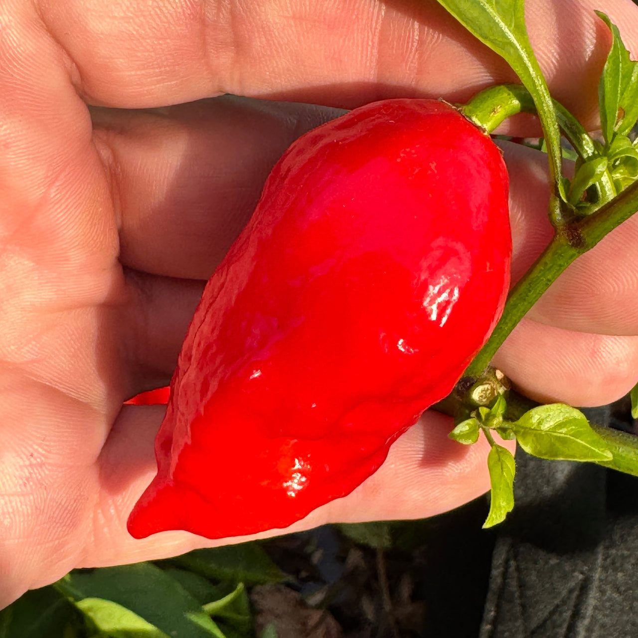 Tombstone Ghost Pepper - Seeds