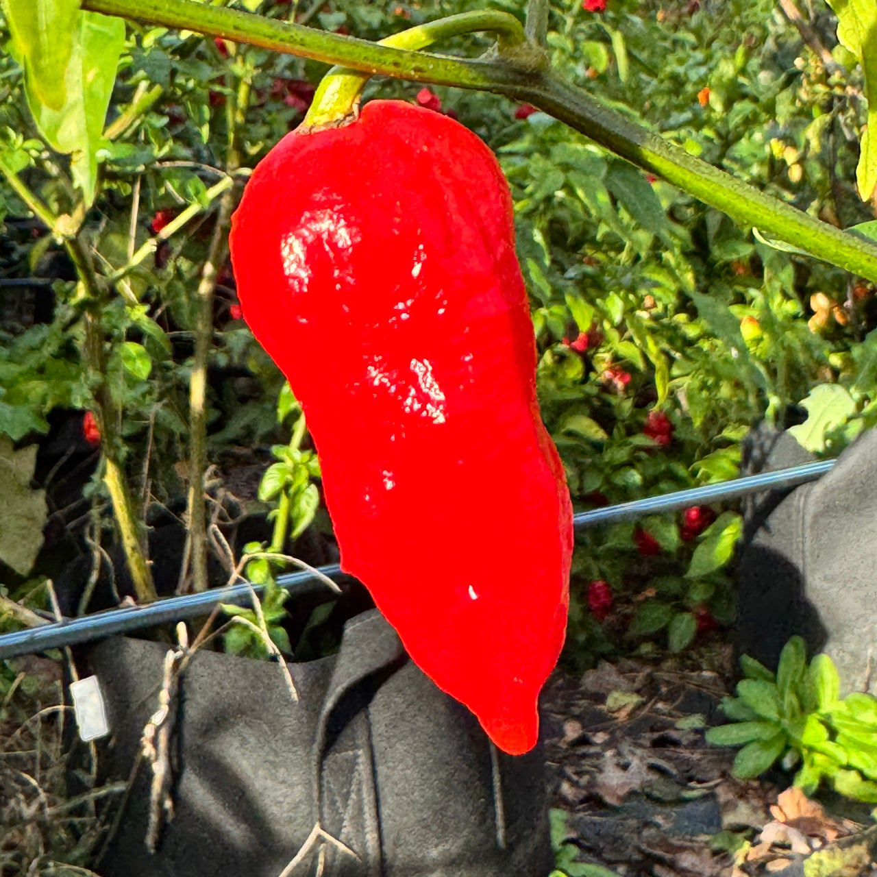 Tombstone Ghost Pepper - Seeds