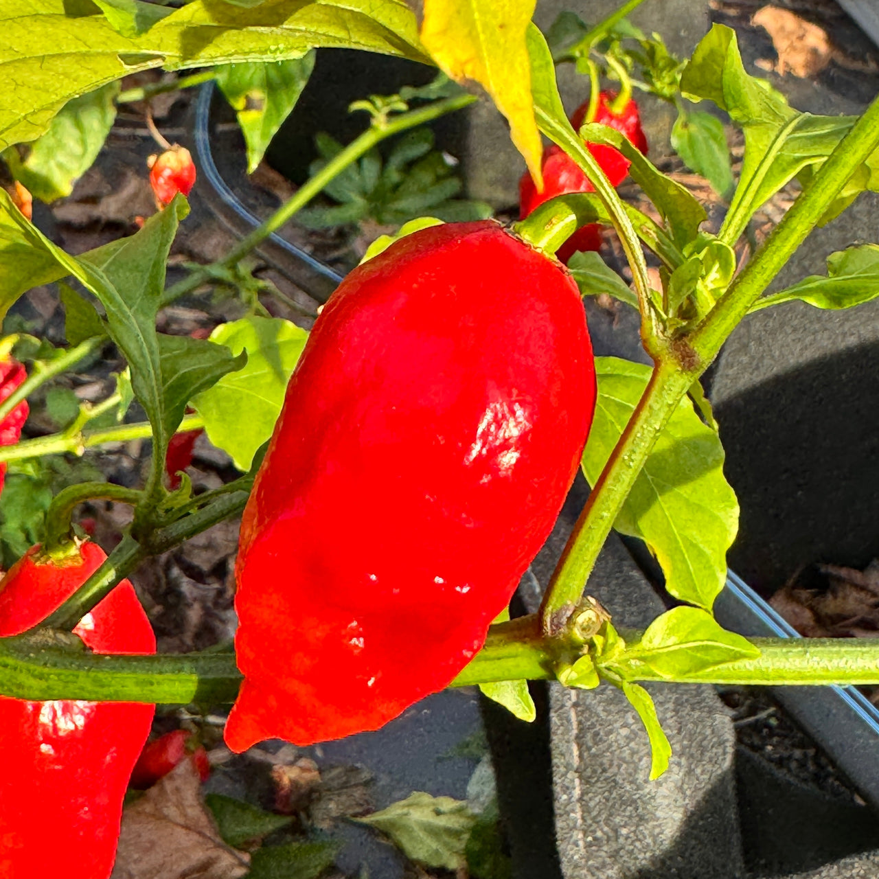 Tombstone Ghost Pepper - Seeds