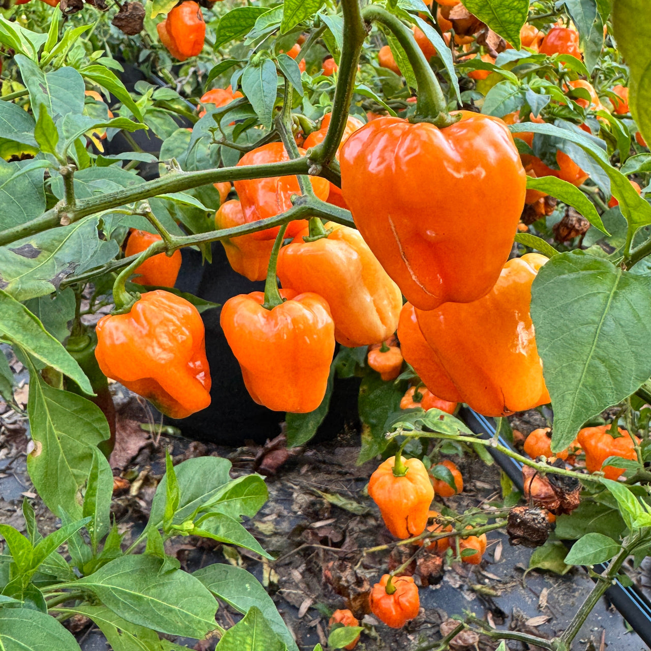 Chaak Habanero - Seeds