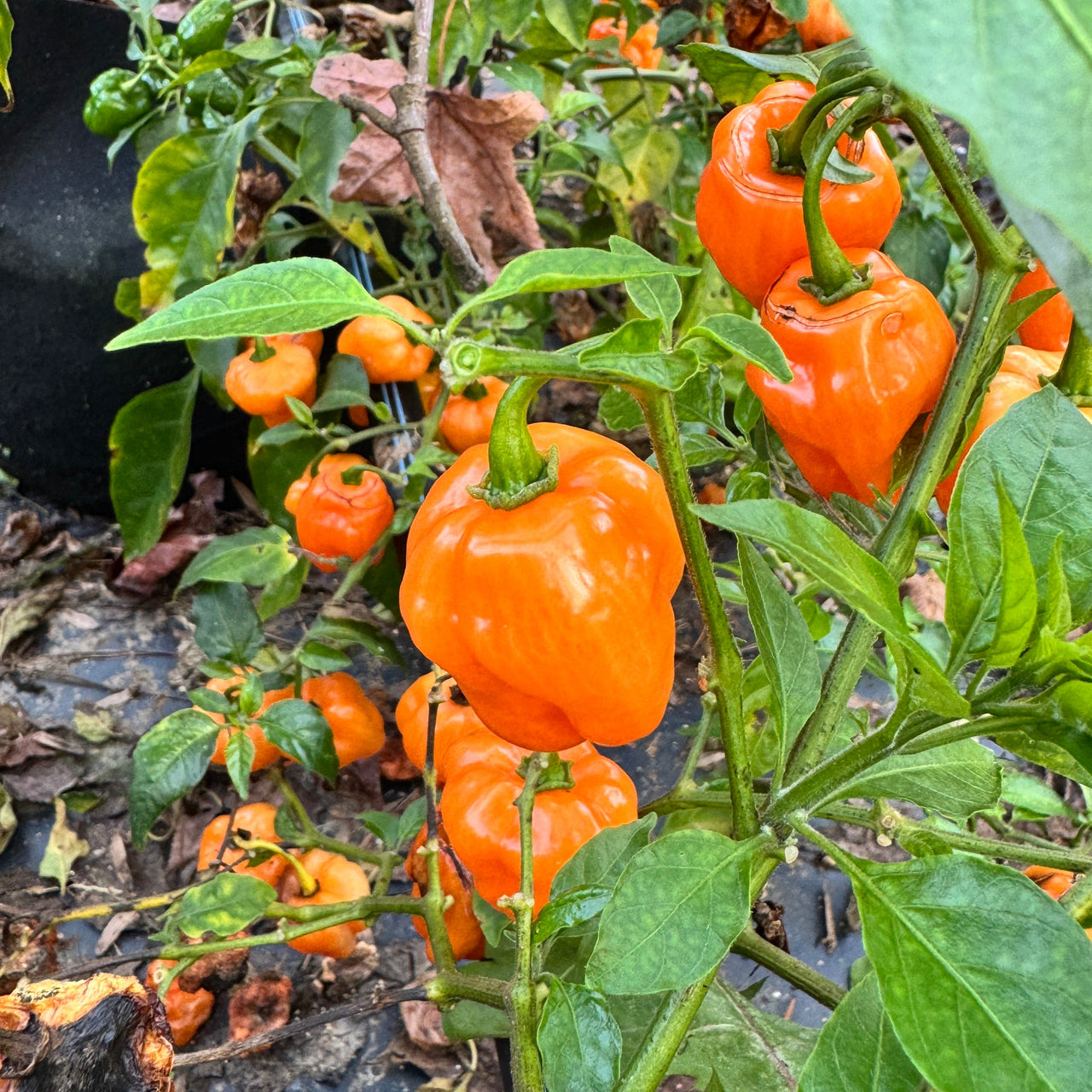 Chaak Habanero - Seeds