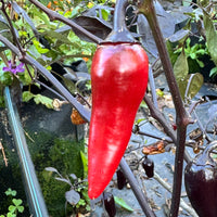 Count Dracula  - Seeds