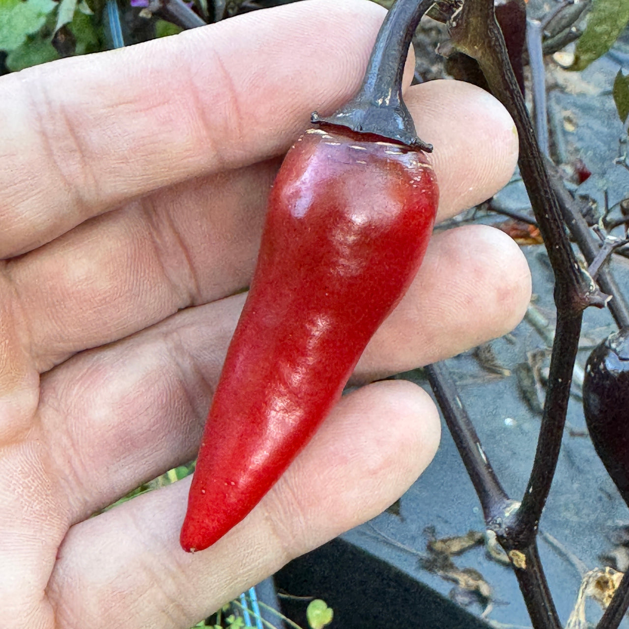 Count Dracula  - Seeds