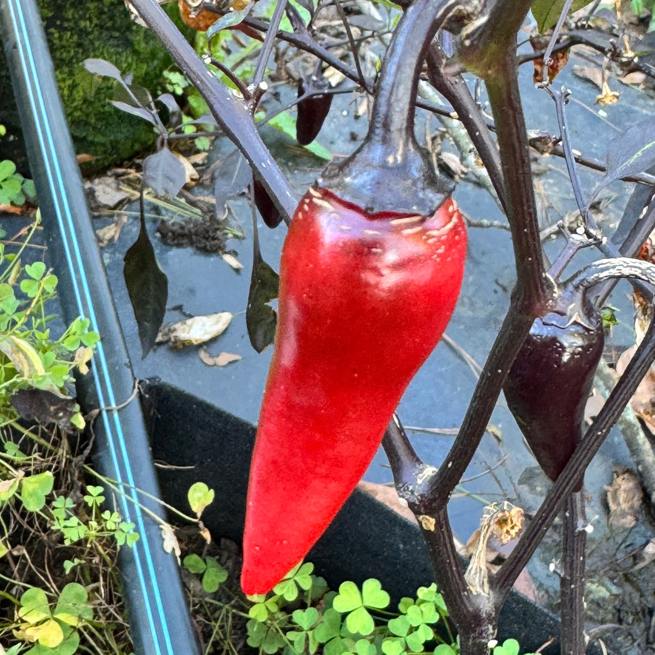 Count Dracula  - Seeds