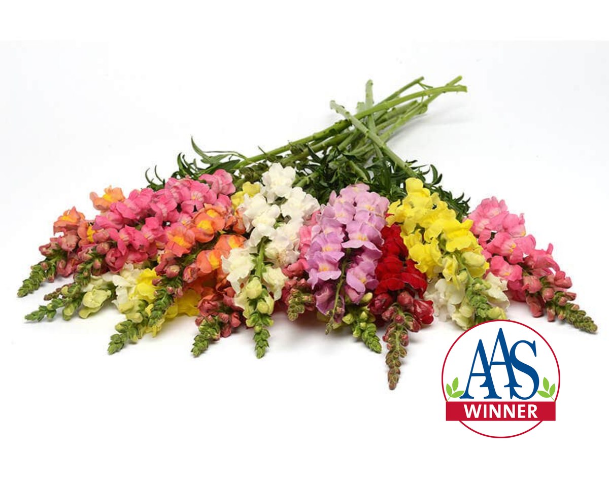 Rocket Tall Hybrid Mix Snapdragon Seeds