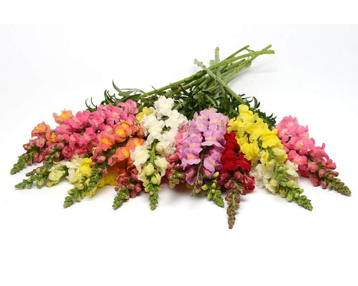 Rocket Tall Hybrid Mix Snapdragon Seeds