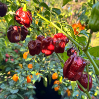 Giant Chocolate Habanero - Seeds