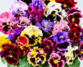 Ruffled Feathers Mix Pansy Seeds