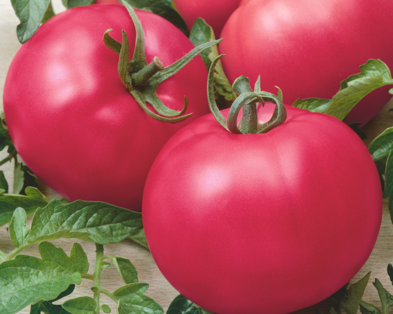 Chef's Choice Pink Hybrid Tomato Seeds