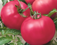 Chef's Choice Pink Hybrid Tomato Seeds