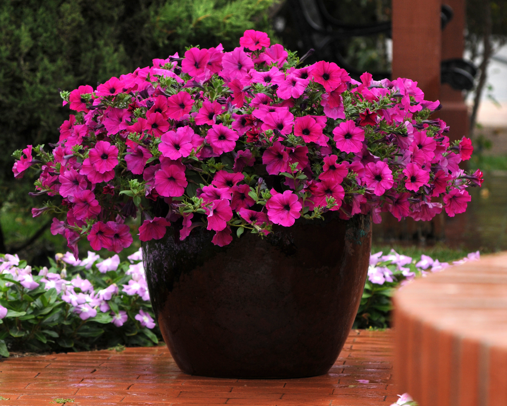 Purple Wave® Spreading Petunia Seeds