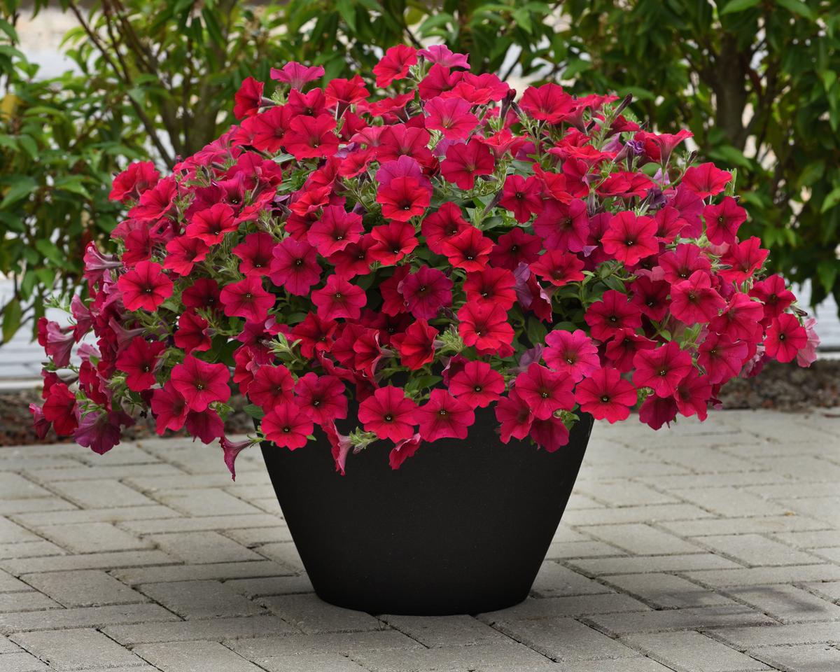 Carmine Velour Wave® Spreading Petunia
