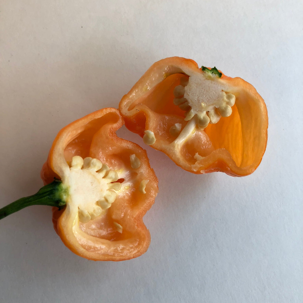 Scotch Bonnet Freeport Orange - Seeds