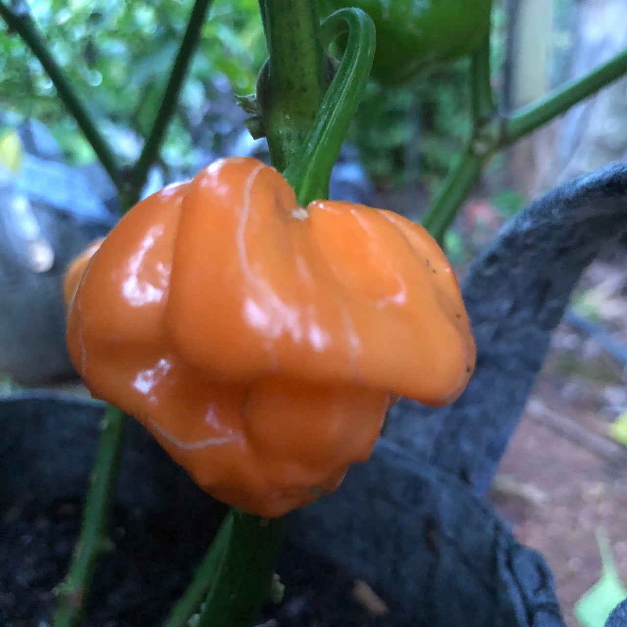 Scotch Bonnet Freeport Orange - Seeds