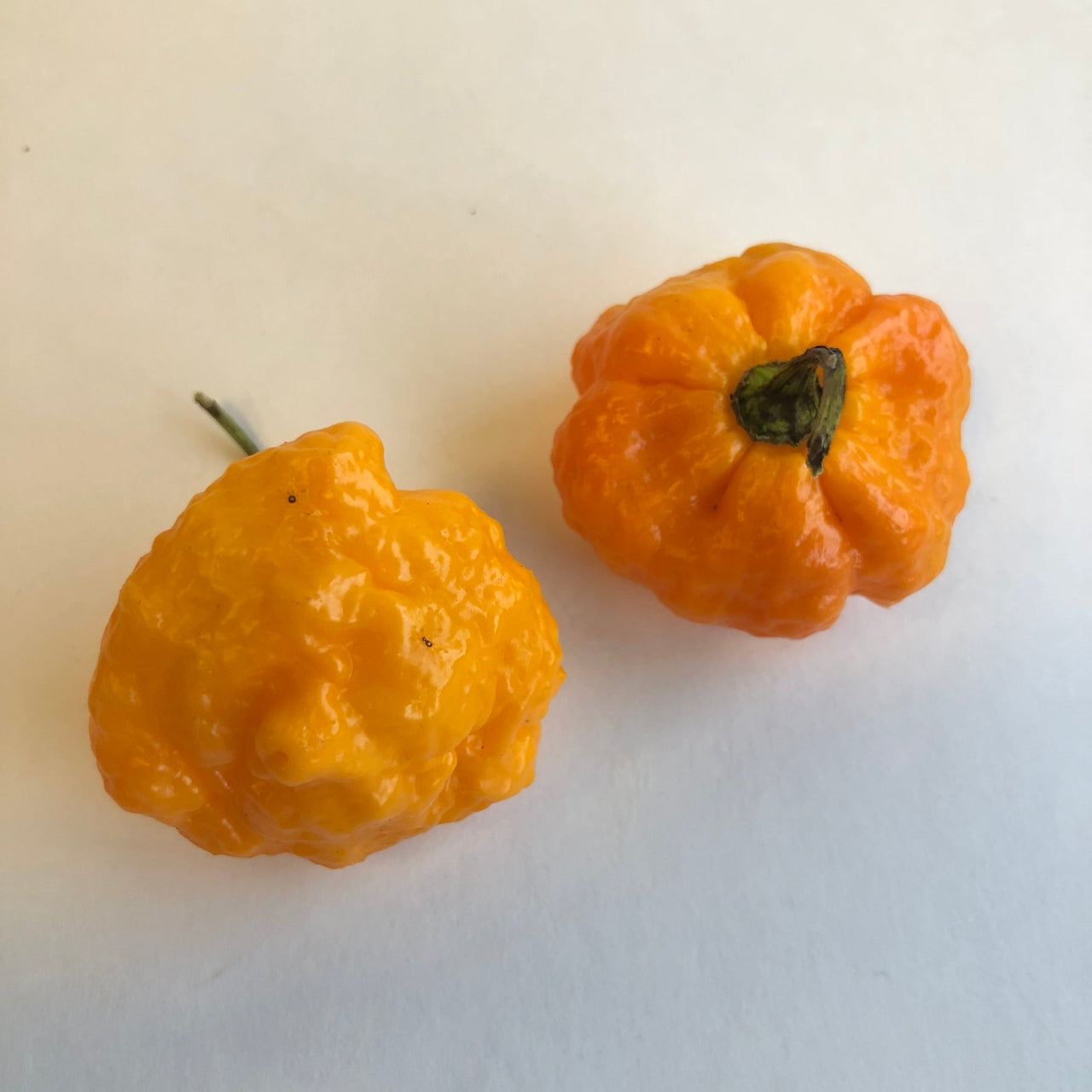 Habanero / Scotch Bonnet  - Pepper Seeds Combo Pack (10 Varieties) - Seeds