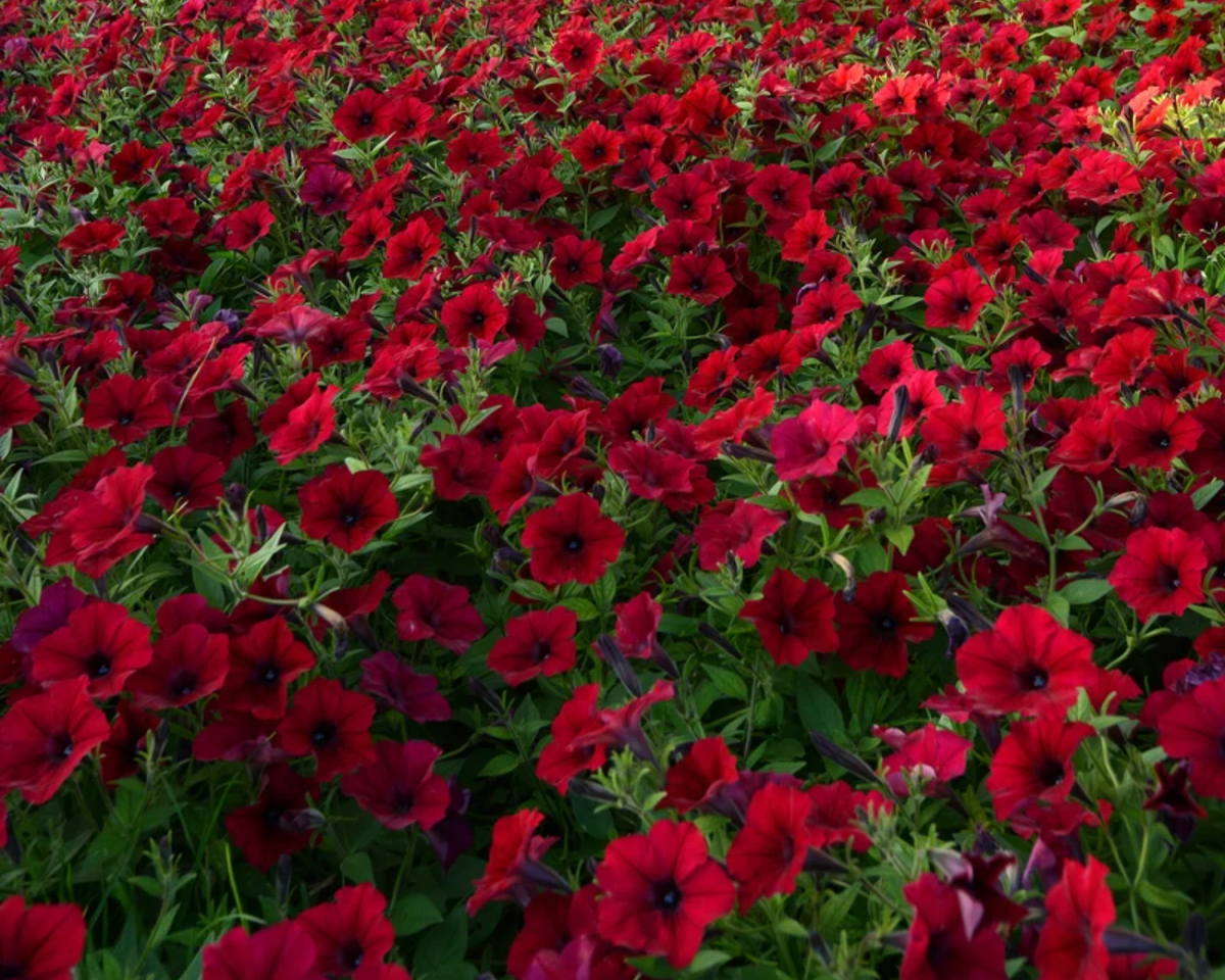 Hybrid Tidal Wave® Red Velour Spreading Petunia Seeds