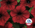 Hybrid Tidal Wave® Red Velour Spreading Petunia Seeds