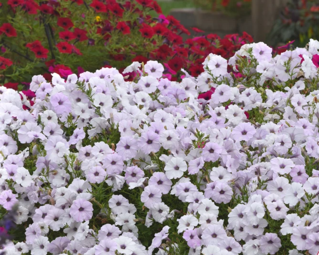 Hybrid Tidal Wave® Silver Spreading Petunia Seeds