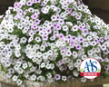 Hybrid Tidal Wave® Silver Spreading Petunia Seeds