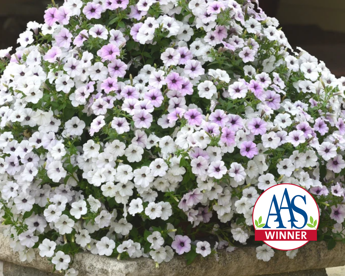 Hybrid Tidal Wave® Silver Spreading Petunia Seeds