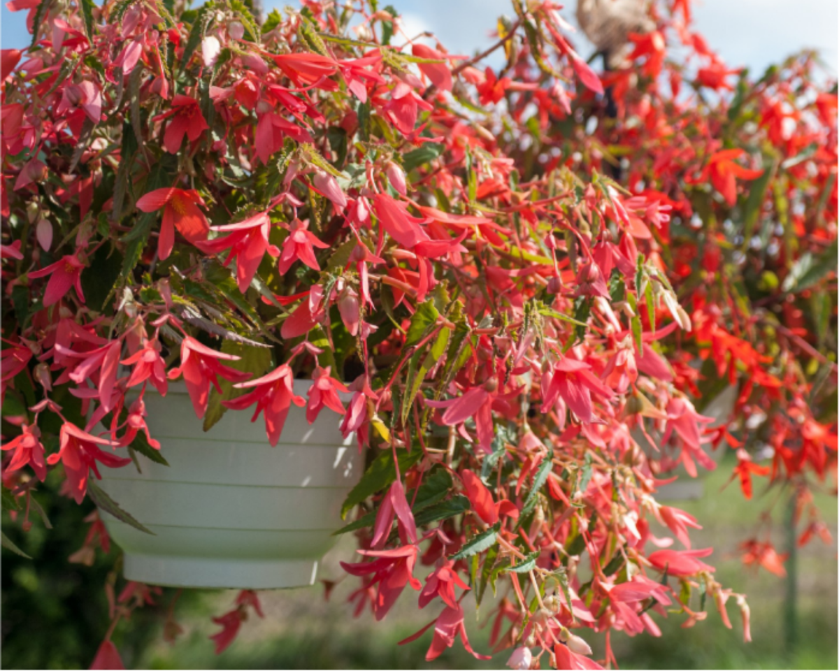 Santa Cruz Sunset Begonia Seeds
