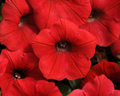 Shock Wave® Red Spreading Petunia Seeds