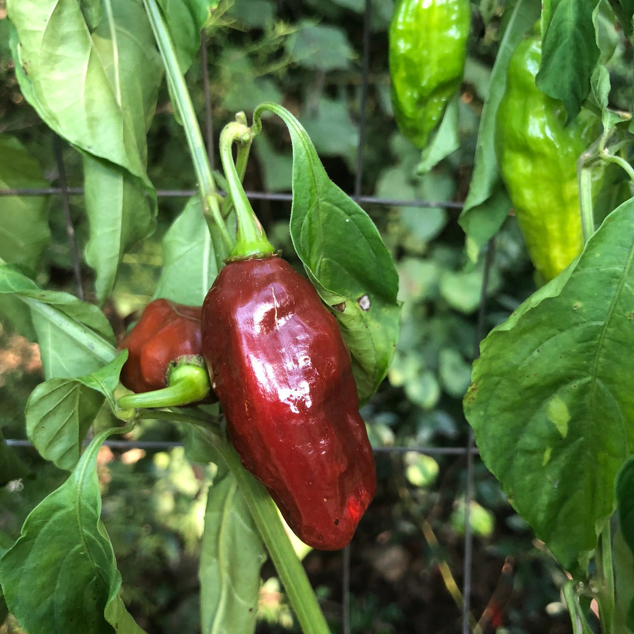 Habanero Black - Seeds