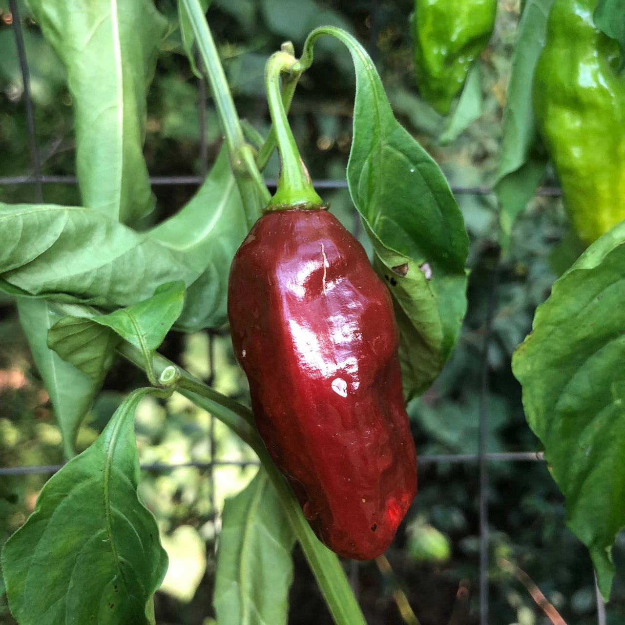 Habanero Black - Seeds