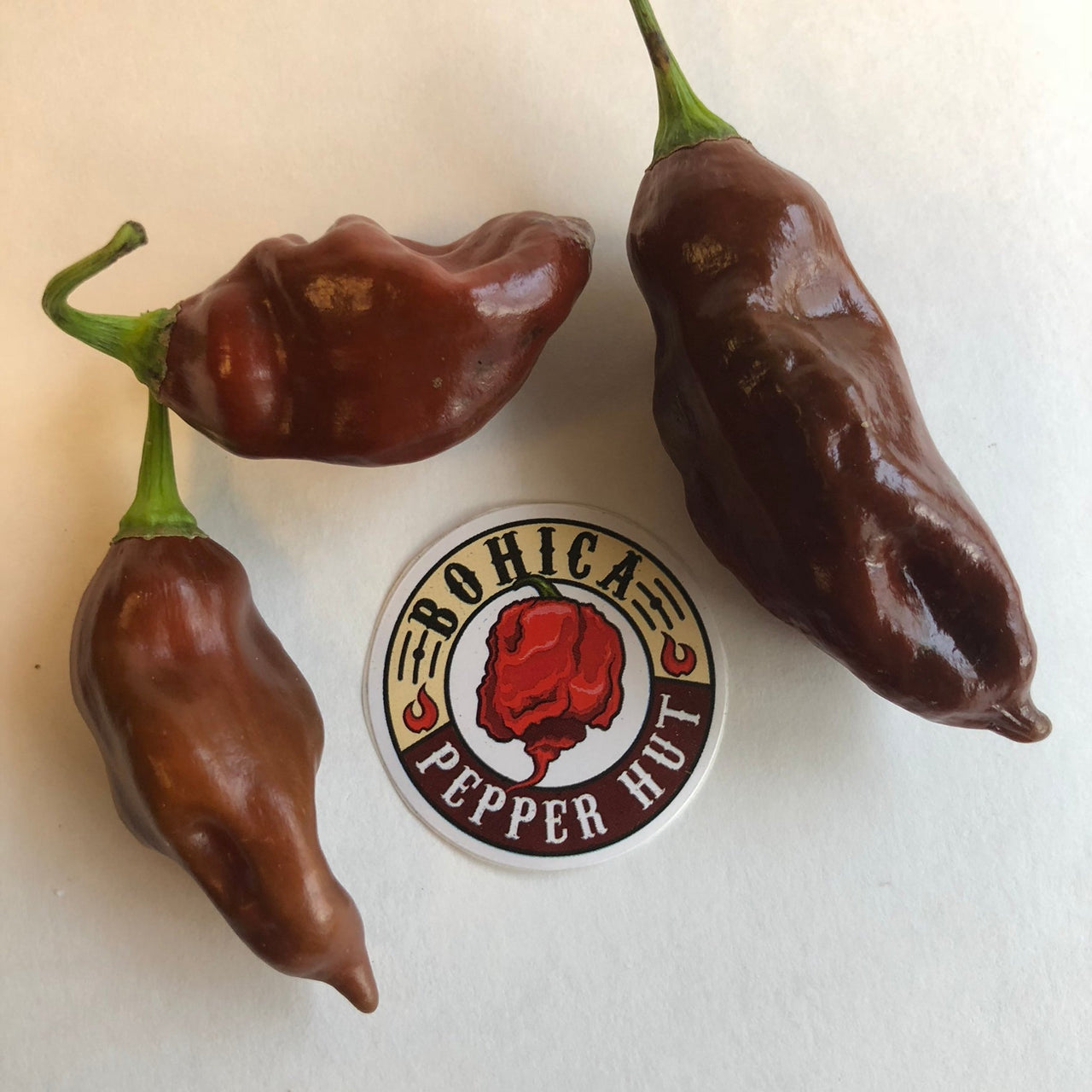 Habanero Black - Seeds