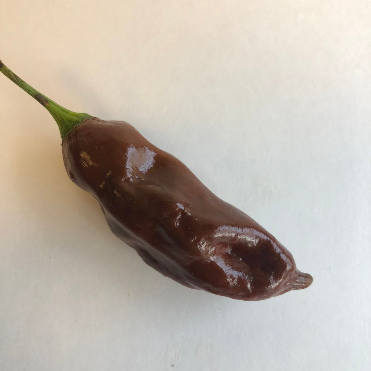 Habanero Black - Seeds